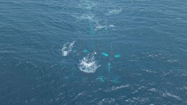 Stunning drone footage captures a whale pod from the front as they breathe and swim in harmony. Experience the power, scale, and beauty of the ocean&rsquo;s true giants.