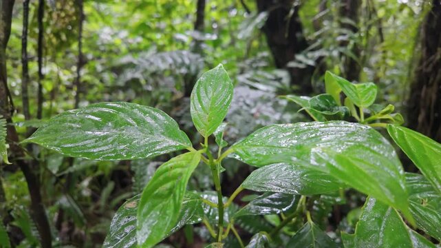 Close-up of wet green leaves in the Monteverde Cloud Forest, Costa Rica, highlighting lush vegetation, misty air, and the vibrant biodiversity of this subtropical rainforest.