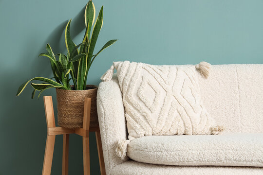 Comfortable sofa and houseplant near mint wall in interior of living room, closeup