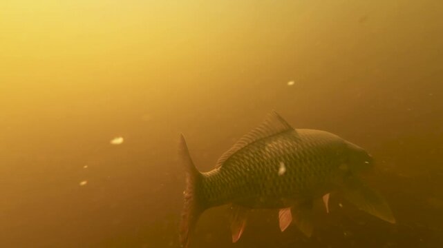 Shoal of carp filmed close-up underwater