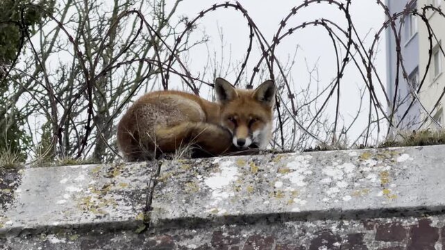 Red fox curled up sleeping on concrete wall beneath barbed wire