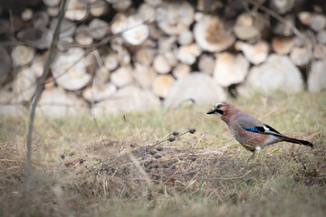 Eurasian Jay Foraging on the Ground (Garrulus glandarius) © Michael Krüger