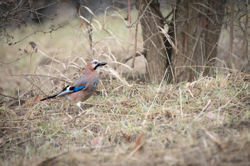 Eurasian Jay Foraging on the Ground (Garrulus glandarius) © Michael Krüger