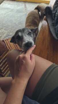 Candid handheld POV of a sweet senior old dog licking hand from under a table, showing affection and companionship