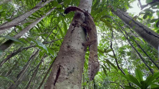 Giant leaf-tail gecko (Uroplatus giganteus) on a tree. Madagascar.