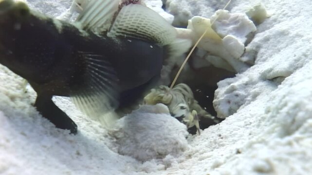 Observe the symbiotic relationship between a goby fish and a pistol shrimp in their shared burrow on the sandy ocean floor during the daytime. It is a true underwater odd couple.