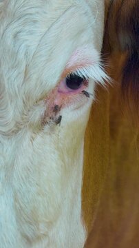 Macro shot of a cows eye and face with flies crawling on the skin, ideal for veterinary or agricultural documentaries.