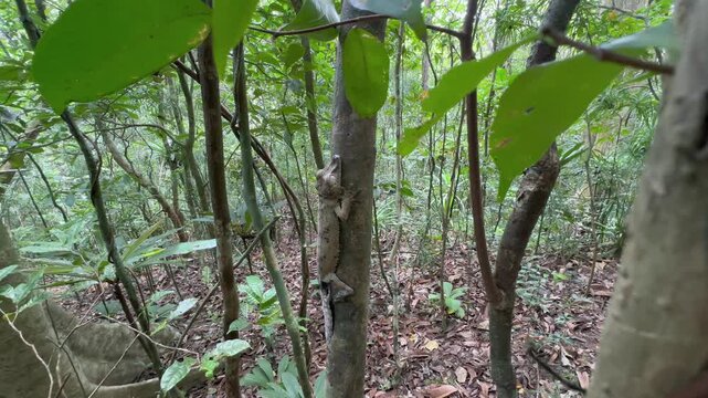 An exceptionally well-camouflaged Giant leaf-tail gecko (Uroplatus giganteus) on a tree. Madagascar.