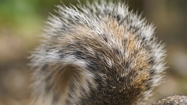 Close-Up Action of a Squirrel's Fluffy Tail in a Natural Forest Environment