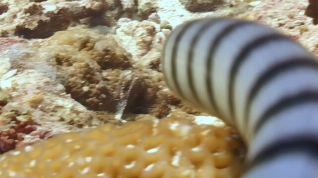 Observe banded sea krait slithering and searching for food around coral reef. Sea snake carefully navigates coral, displaying its striking black and white bands. Daytime activity near reef.