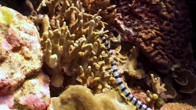 Observe Banded Sea Krait gracefully navigating vibrant coral reef ecosystem. This elapid snake expertly maneuvers through crevices, showcasing its adaptations to marine life near Raja Ampat, Indonesia