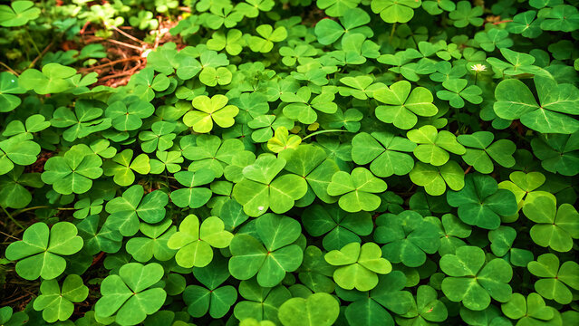 Fresh green clover leaves in close-up view with natural sunlight and shallow depth of field