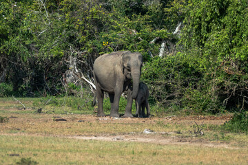 Fototapeta premium Sri Lankan elephants roaming Yala national park