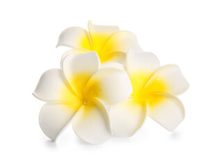 Beautiful white plumeria flowers isolated on white background