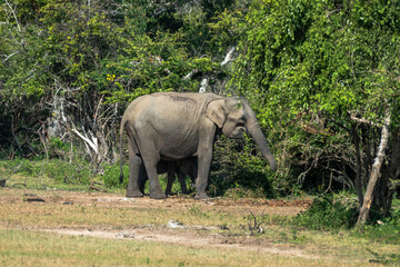 Sri Lankan elephants roaming Yala national park