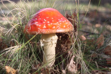 muchomor czerwony Amanita muscaria Amanitaceae grzyby © Perovskia