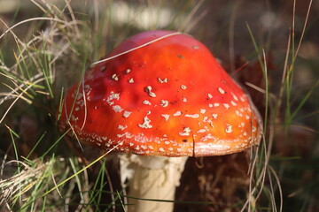 muchomor czerwony Amanita muscaria Amanitaceae grzyby © Perovskia