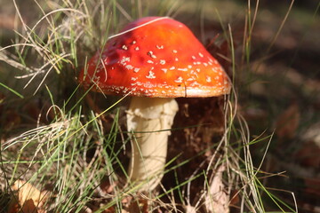 muchomor czerwony Amanita muscaria Amanitaceae grzyby © Perovskia