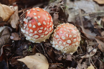 muchomor czerwony Amanita muscaria Amanitaceae grzyby © Perovskia