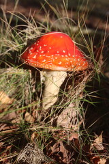 muchomor czerwony Amanita muscaria Amanitaceae grzyby © Perovskia