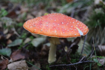 muchomor czerwony Amanita muscaria Amanitaceae grzyby © Perovskia