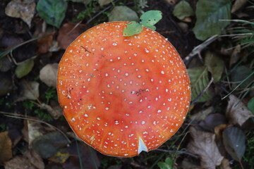 muchomor czerwony Amanita muscaria Amanitaceae grzyby © Perovskia