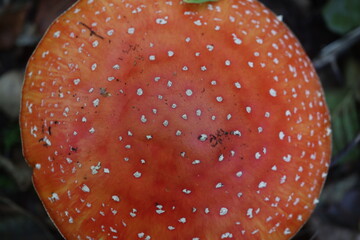 muchomor czerwony Amanita muscaria Amanitaceae grzyby © Perovskia