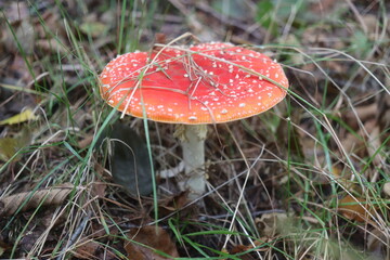 muchomor czerwony Amanita muscaria Amanitaceae grzyby © Perovskia