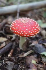 muchomor czerwony Amanita muscaria Amanitaceae grzyby © Perovskia