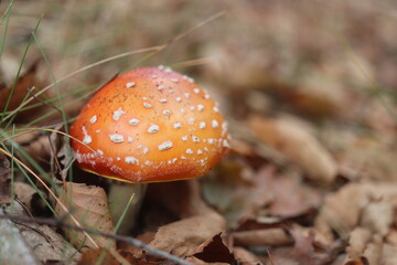 muchomor czerwony Amanita muscaria Amanitaceae grzyby © Perovskia