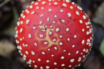 muchomor czerwony Amanita muscaria Amanitaceae grzyby © Perovskia