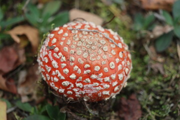 muchomor czerwony Amanita muscaria Amanitaceae grzyby © Perovskia
