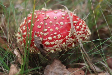 muchomor czerwony Amanita muscaria Amanitaceae grzyby © Perovskia