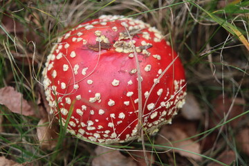 muchomor czerwony Amanita muscaria Amanitaceae grzyby © Perovskia