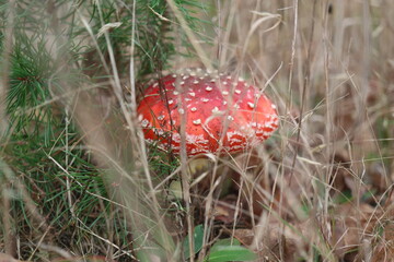 muchomor czerwony Amanita muscaria Amanitaceae grzyby © Perovskia