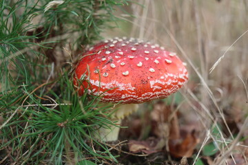 muchomor czerwony Amanita muscaria Amanitaceae grzyby © Perovskia