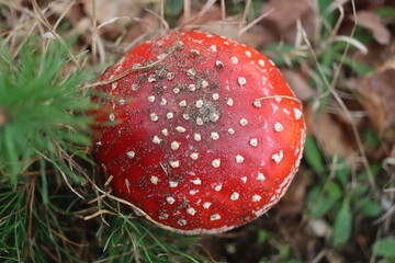 muchomor czerwony Amanita muscaria Amanitaceae grzyby © Perovskia
