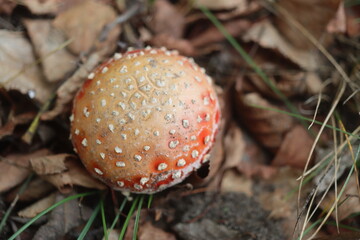 muchomor czerwony Amanita muscaria Amanitaceae grzyby © Perovskia