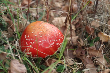 muchomor czerwony Amanita muscaria Amanitaceae grzyby © Perovskia