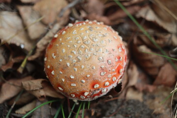 muchomor czerwony Amanita muscaria Amanitaceae grzyby © Perovskia