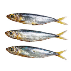 Obraz premium Three small, fresh, silver fish with bright yellow fins aligned horizontally against a dark background