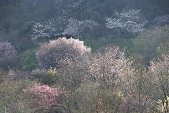 長野県須坂市の山桜、４月の春山と美しい自然