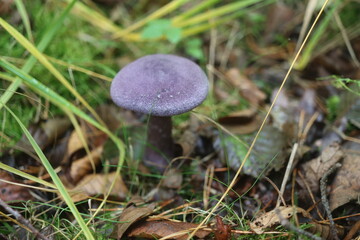 grzyb zasłonak fioletowy Cortinarius violaceus Cortinariaceae © Perovskia
