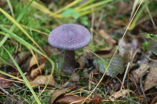 grzyb zasłonak fioletowy Cortinarius violaceus Cortinariaceae