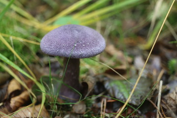 grzyb zasłonak fioletowy Cortinarius violaceus Cortinariaceae © Perovskia