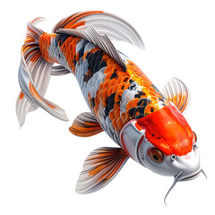 An orange and white koi fish swimming in black water surface with.