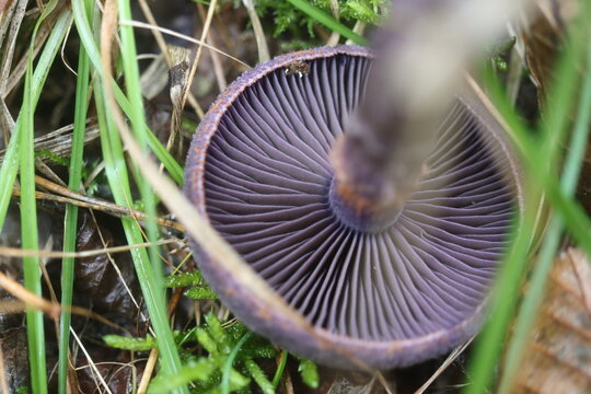 grzyb zasłonak fioletowy Cortinarius violaceus Cortinariaceae