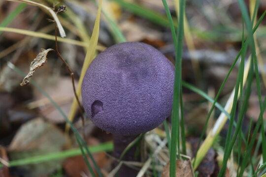 grzyb zasłonak fioletowy Cortinarius violaceus Cortinariaceae