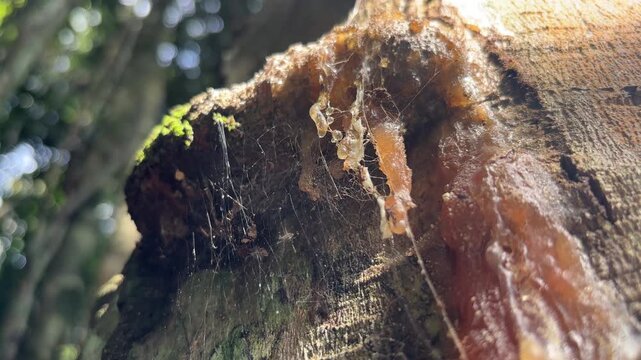 Crystallized sap adheres to the bark of tree trunks with very large diameters
