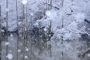 雪の都立小山内裏公園水没林